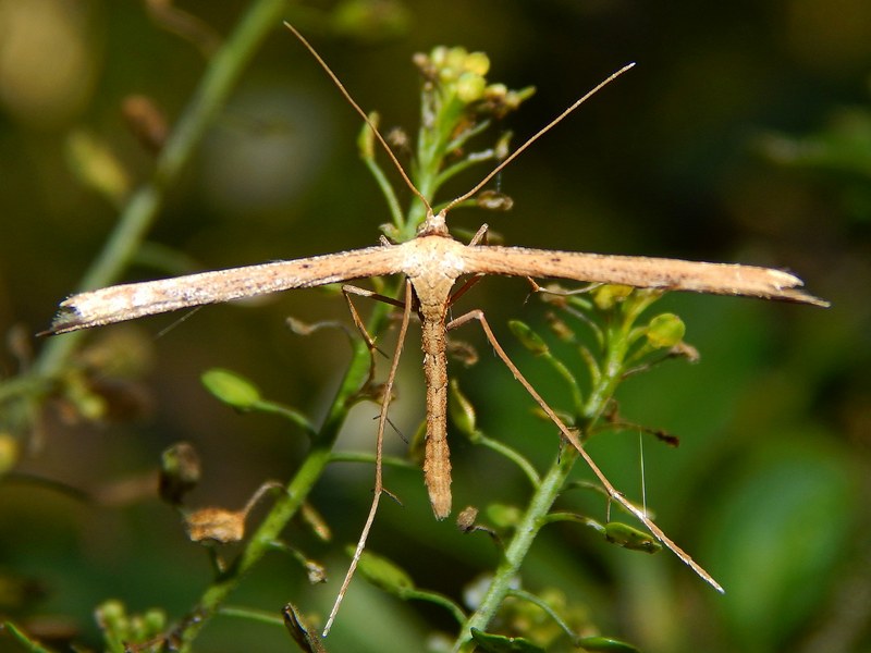 Emmelina monodactyla?